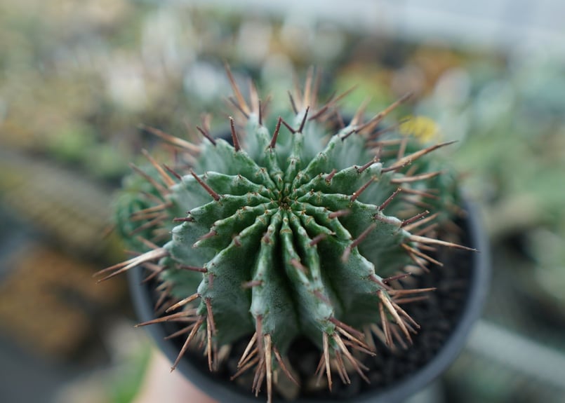 ユーフォルビア ホリダ Euphorbia horrida No.2 | mana's far