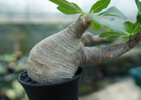 パキポディウム マカイエンセ　Pachypodium makayense　No.3