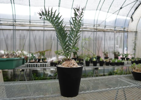 エンセファラルトス　 ホリダス　Encephalartos horridus　 NO.2