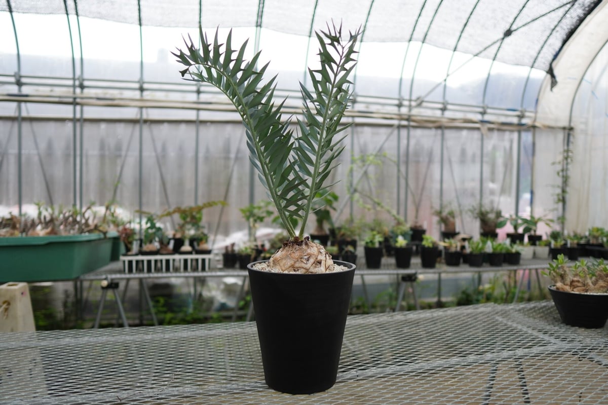 エンセファラルトス ホリダス Encephalartos horridus NO.2 | エンセファラルトス ホリダス Encephalartos horridus NO.2 |
