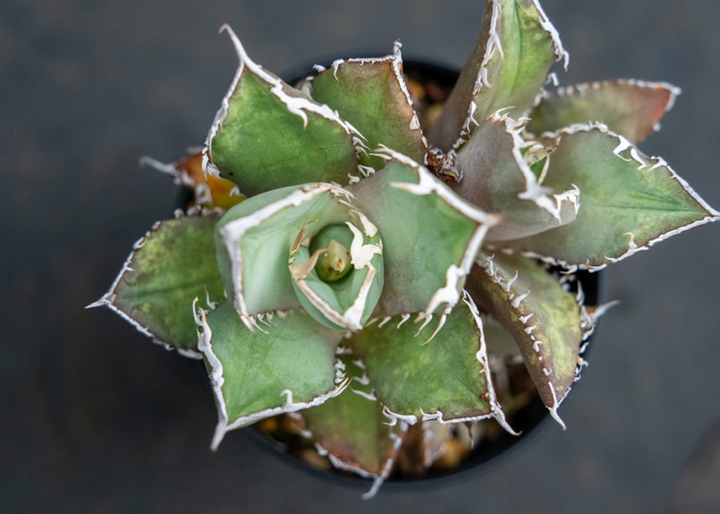 アガベ チタノタ FO-76 Agave titanota ”FO-76