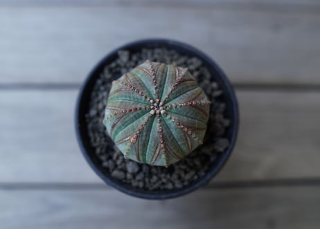 ユーフォルビア オベサ　euphorbia Obesa