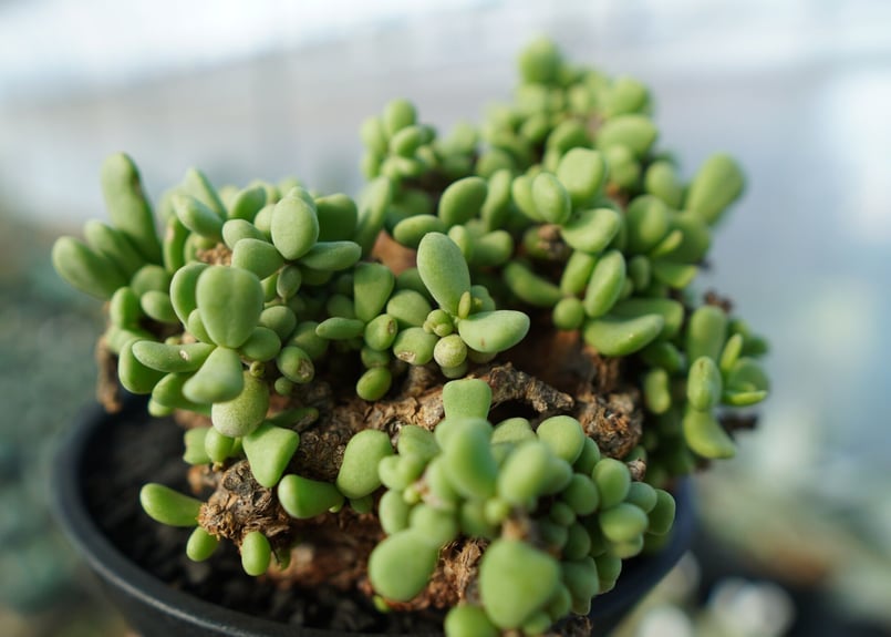 ケラリア ピグマエア Ceraria pygmaea | mana's green:塊根植物販 ケラリア ピグマエア Ceraria pygmaea | mana's green:塊根植物販