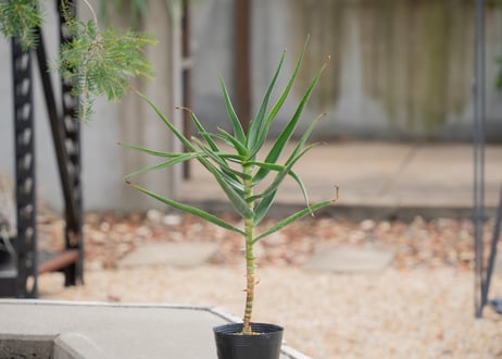 CATEGORY アロエ | mana's green:塊根植物販売|マナズグリーン CATEGORY アロエ | mana's green:塊根植物販売|マナズグリーン