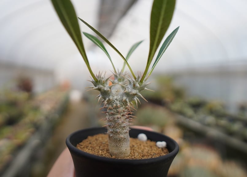 パキポディウム デンシフローラム Pachypodium densiflorum | mana