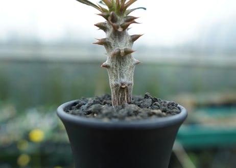 パキポディウム　バロニー　Pachypodium baronii