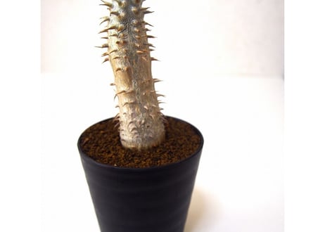 パキポディウム ホロンベンセ　 Pachypodium rosulatum var. horombense
