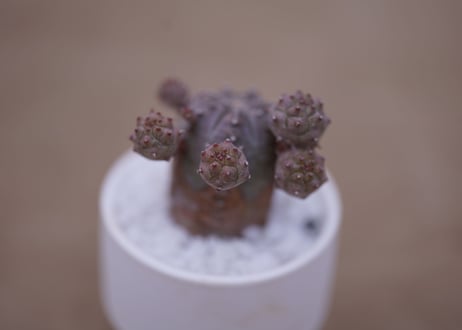 ユーフォルビア　オベサブロウ　Euphorbia Obesablow