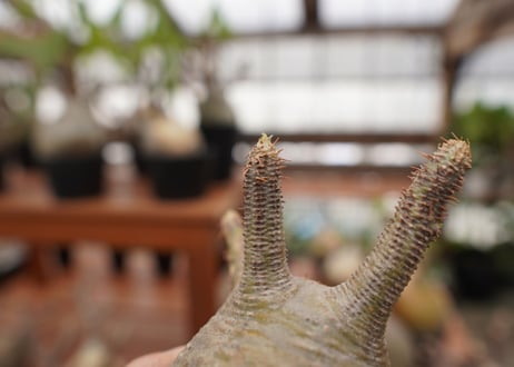 パキポディウム　グラキリス　Pachypodium gracilius　抜き苗　№123