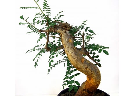 Boswellia neglecta ボスウェリア　ネグレクタ