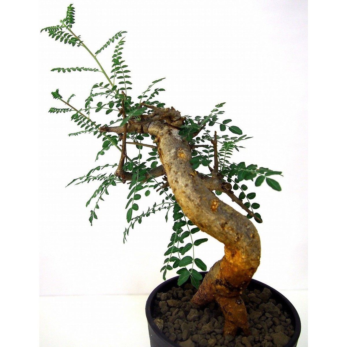 Boswellia neglecta ボスウェリア ネグレクタ | mana's farm:塊