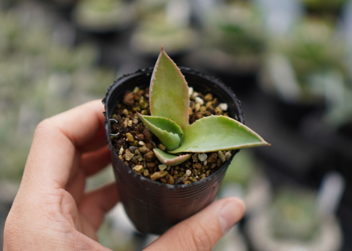 アガベ モンタナ 《2》 | mana's farm:塊根植物・アガベ・ドライ