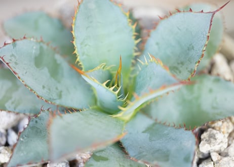 Agave guadalajarana Leon
