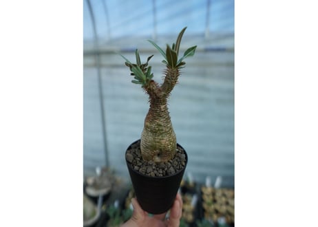 パキポディウム　グラキリス　 Pachypodium Gracilius