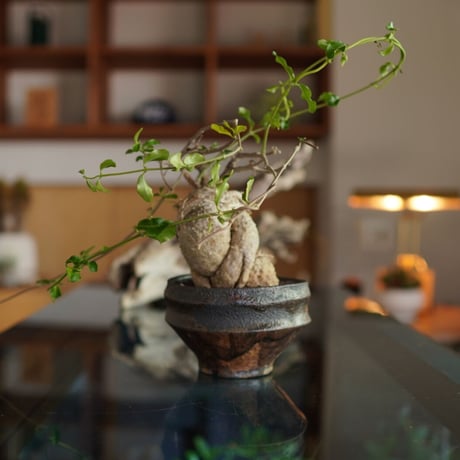 フォッケア・エデュリス | STORES