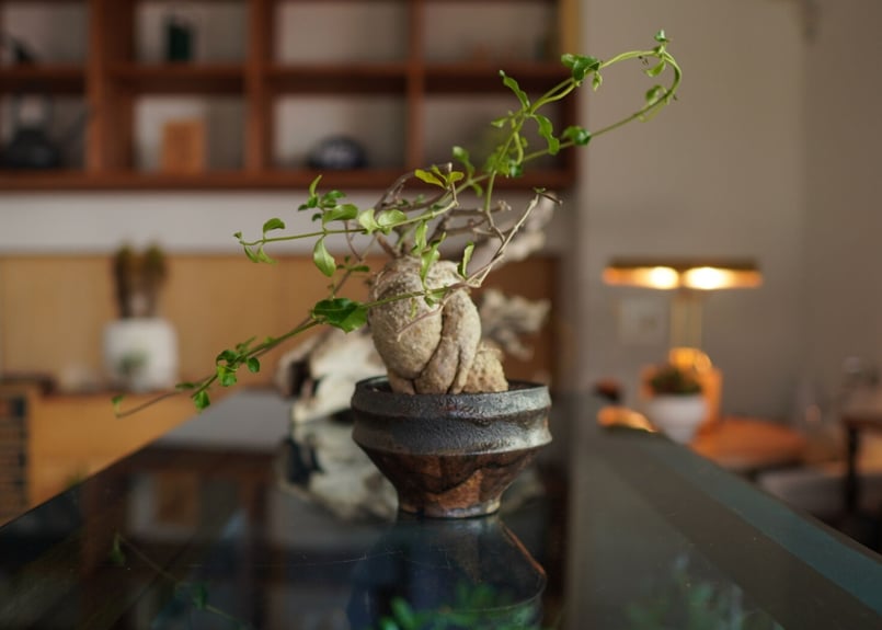 火星人 Fockea edulis | mana's farm:塊根植物・アガベ・ドライガーデ