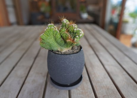 モンビレア 残雪の峰　Monvillea spegazzinii