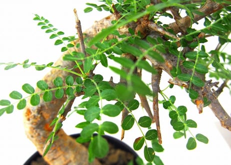Boswellia neglecta ボスウェリア　ネグレクタ