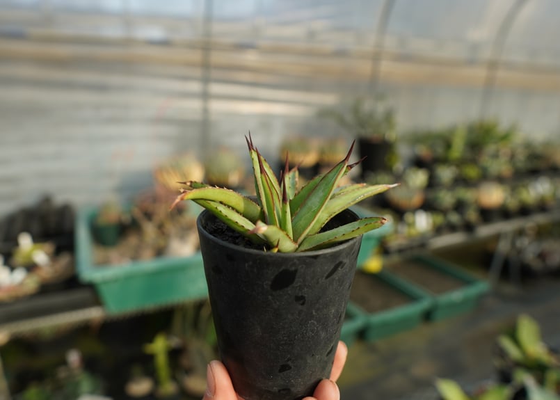 アガベ リトルシャーク Agave Little Shark | mana's farm:塊根