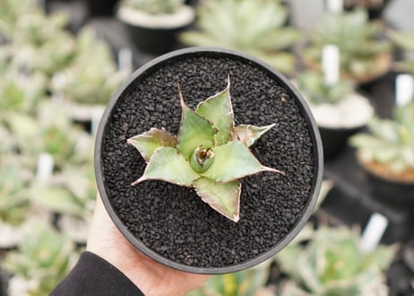 Agave titanota hades No.3