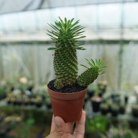 ソテツキリン特大 ソテツキリン | STORES