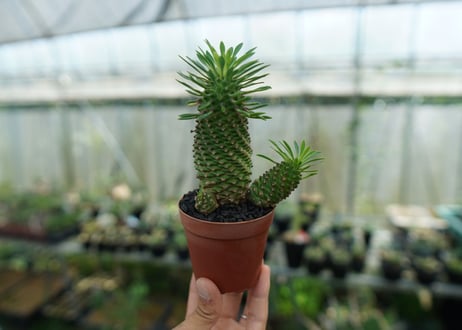 ユーフォルビア　ソテツキリン "パイナップルコーン"　Euphorbia sotetsukirin  No.4