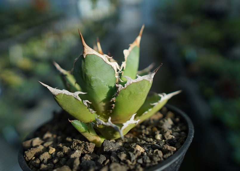 アガベ チタノタ FO-76 agave titanota FO-76 No.8 | ma