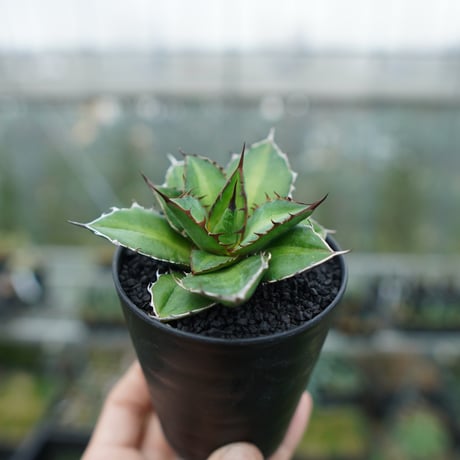 ケルチョベイ | STORES