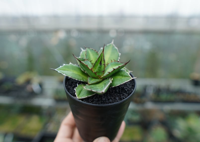 アガベ チタノタ×ケルチョベイ Agave titanota x kerchovei | ma