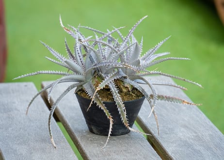 CATEGORY ディッキア | mana's farm:塊根植物・アガベ・ドライ