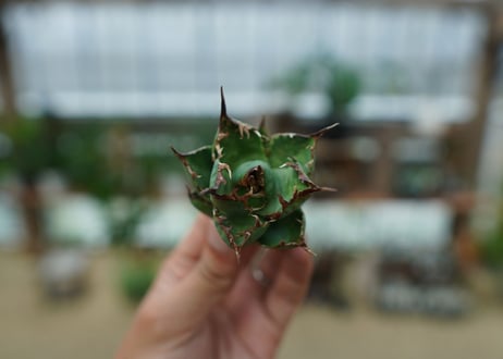アガベ　チタノタ　MI03　agave titanota MI03  No.1