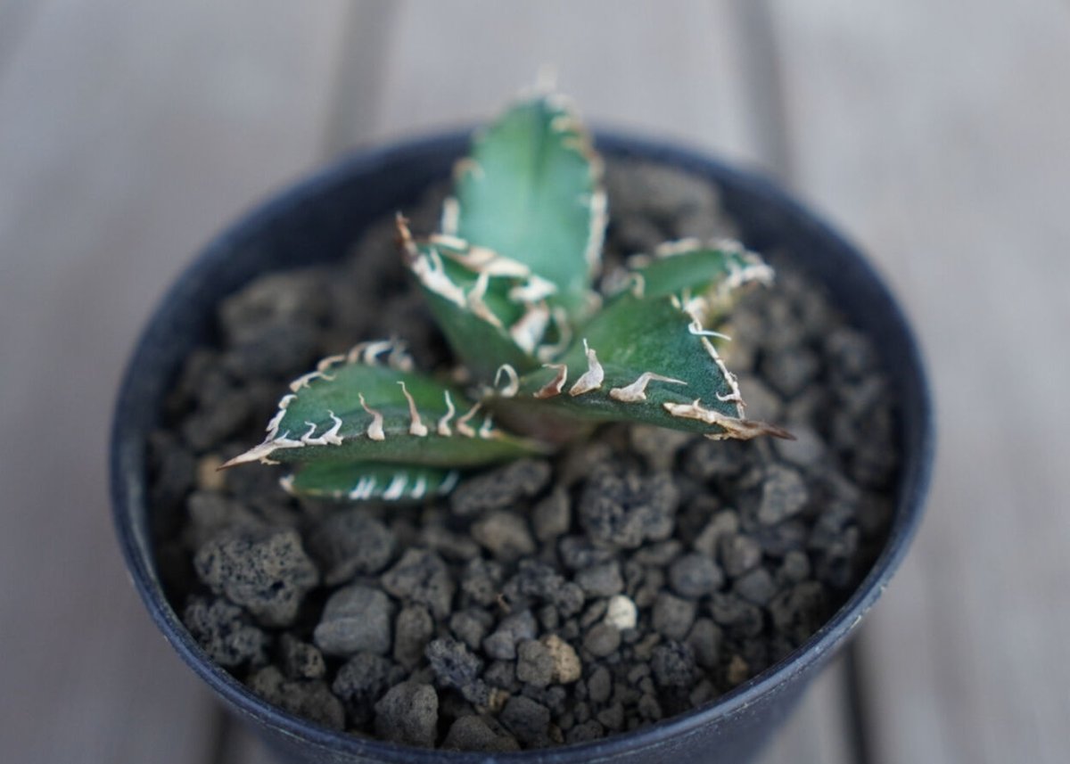 アガベ オテロイ オアハカ agave oteroi oaxaca | mana's farm