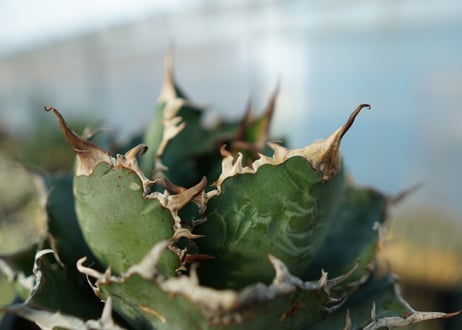 アガベ　チタノタ　白鯨　Agave titanota White whale　No.2