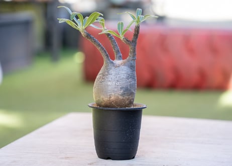【レア株】パキポディウムデカリー 塊根植物 多肉 コーデックス 楽天市場】多肉植物 caパキポディウム デカリー 実生 送料無料
