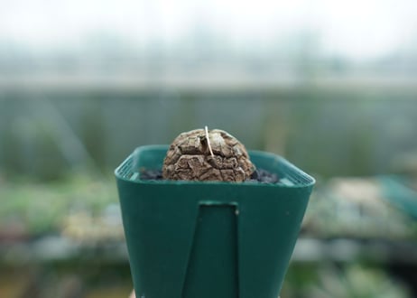 亀甲竜　Dioscorea elephantipes　No.6