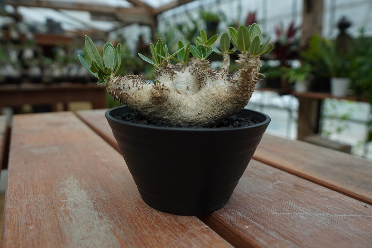 パキポディウム デンシフローラム Pachypodium densiflorum No.3