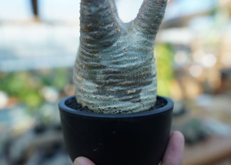 【未発根】パキポディウム　グラキリス　 Pachypodium Gracilius  No.15