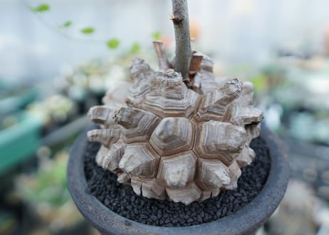 亀甲竜　Dioscorea Elephantipes