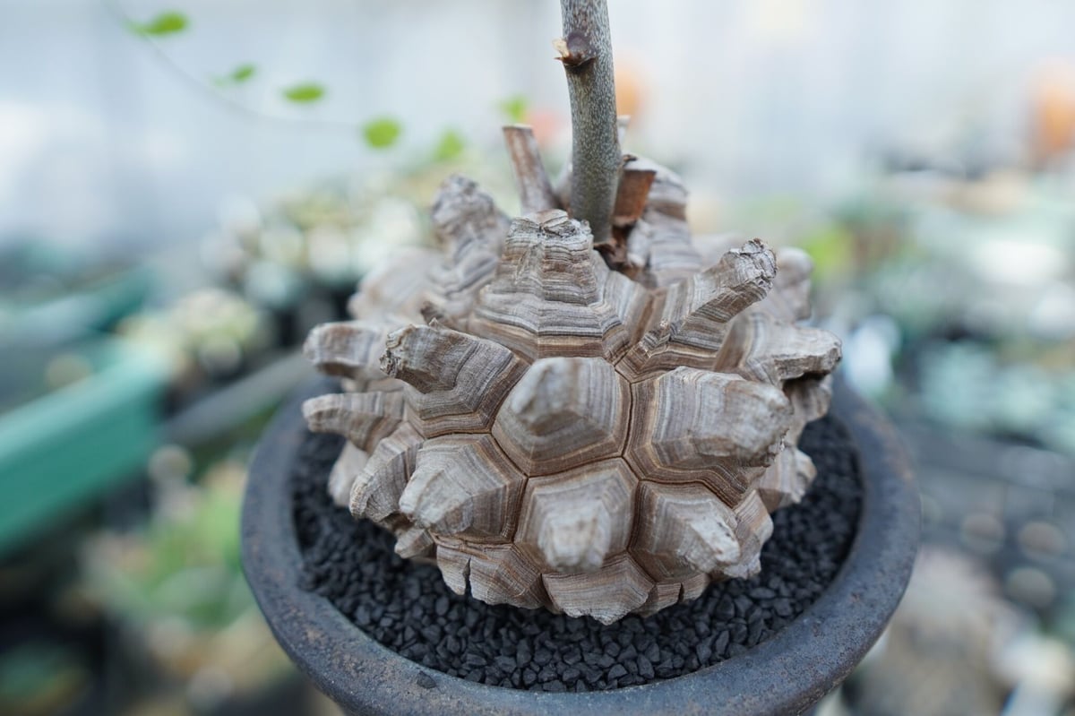 亀甲竜 Dioscorea Elephantipes | mana's farm:塊根植物・ア