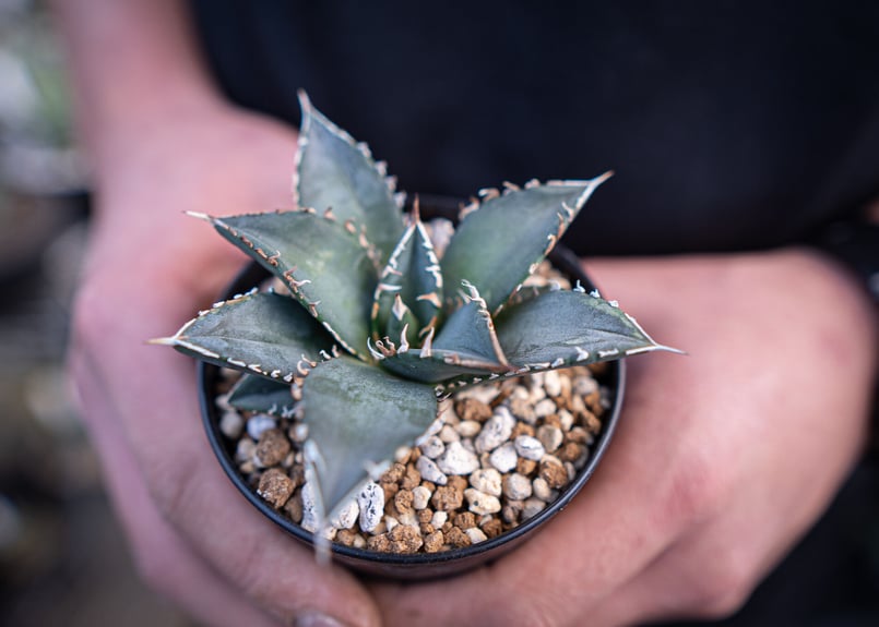 海王　アガベ アガベ・チタノタ 海王（小株）-026｜agave titanota aqua man