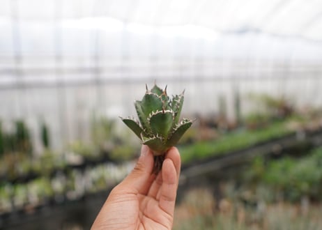 agave titanota　レッドキャットウィーズル　№3