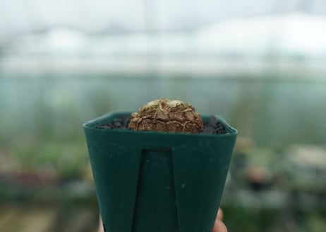 亀甲竜　Dioscorea elephantipes　No.4