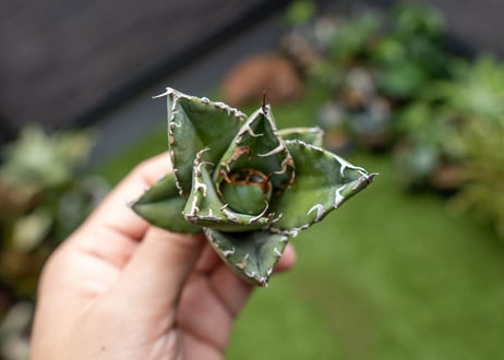 Agave titanota 白鯨嚴龍 カキコ NO.4