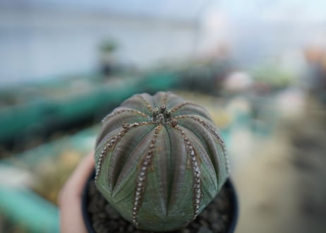 ユーフォルビア　オベサ　Euphorbia obesa  E4