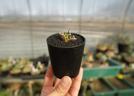 アガベ　チタノタ　鬼爪雪峰  Agave titanota “Onitsume Yukimine”