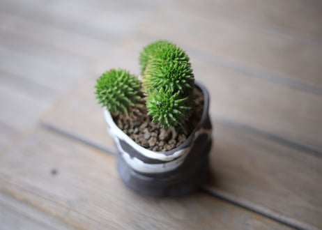 ユーフォルビア　スザンナエ　Euphorbia susannae