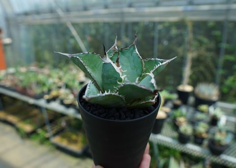 アガベ　チタノタ　白鯨　Agave titanota White whale