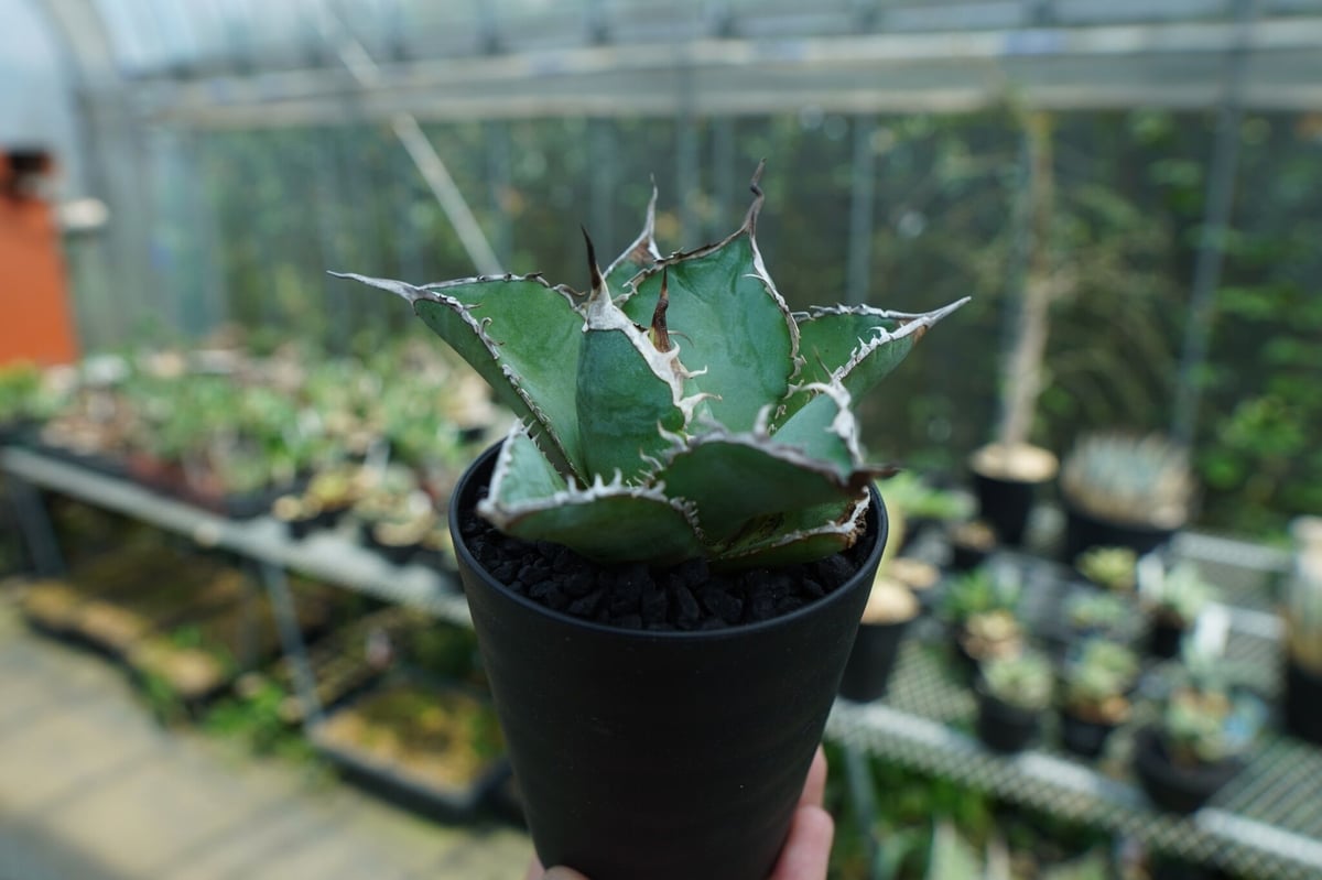 アガベ チタノタ 【白鯨】 Agave titanota White Whale アガベ チタノタ 白鯨 Agave titanota White whale | mana's