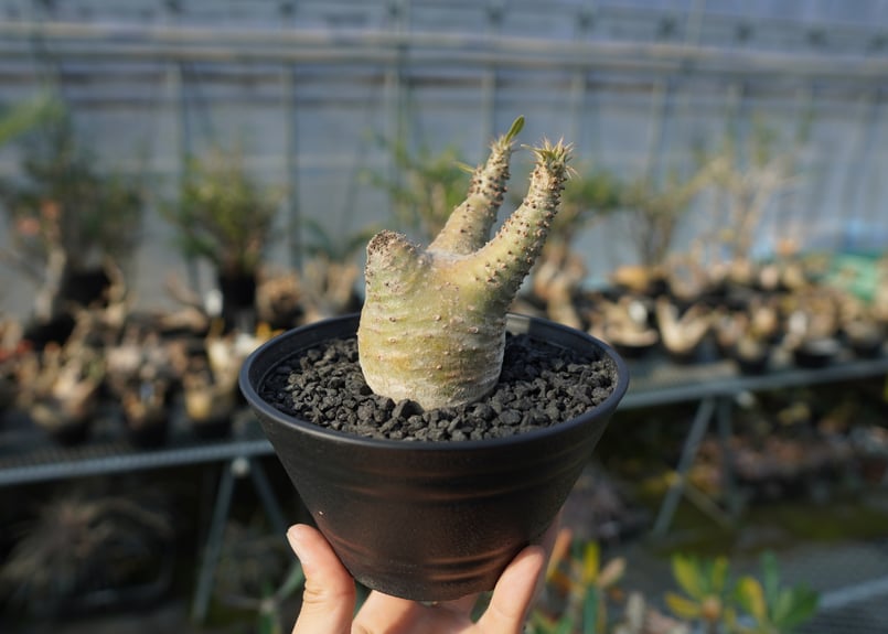 パキポディウム マカイエンセ Pachypodium makayense No.6 | man
