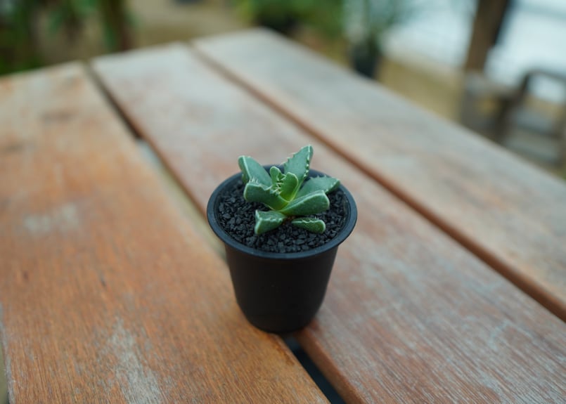 フォーカリア | mana's green:塊根植物販売|マナズグリーン フォーカリア | mana's green:塊根植物販売|マナズグリーン